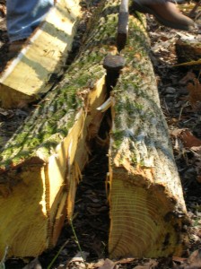 splitting osage bow staves